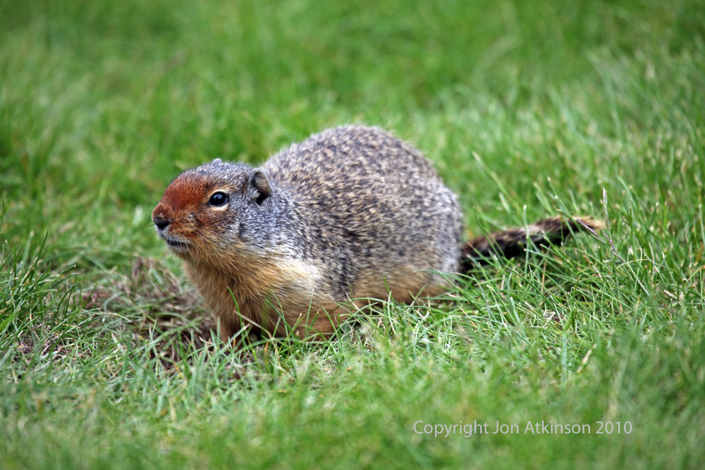 Columbian Ground Squirrel, Banff National Park. Columbian Ground Squirrel